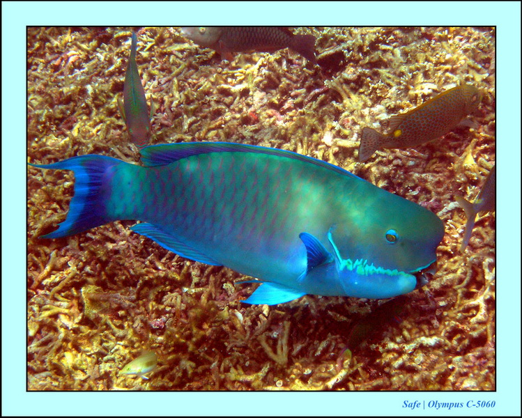 2005 - 08 - Redang  - 249.JPG